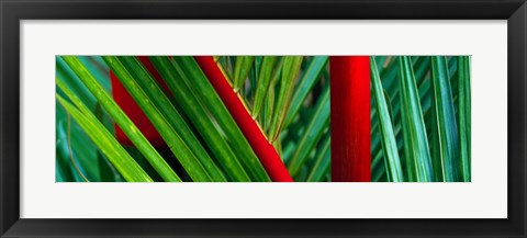 Framed Detail of Palm Leaves, Hawaii Islands Print
