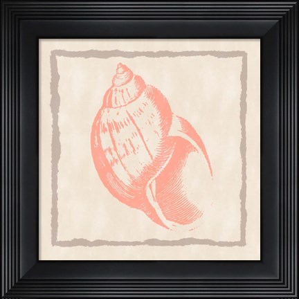Framed Shell IV Print