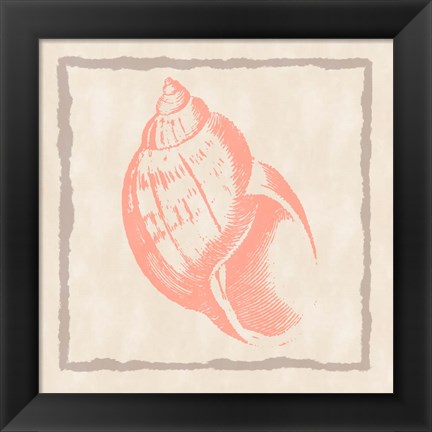 Framed Shell IV Print