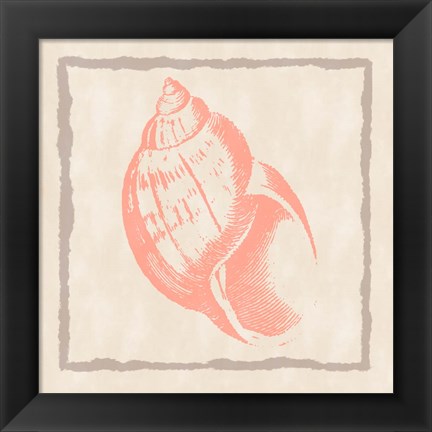 Framed Shell IV Print