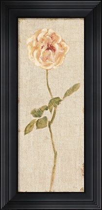 Framed Pale Rose Panel on White Vintage v2 Print