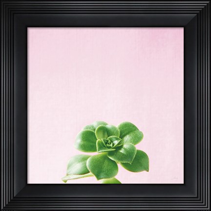 Framed Succulent Simplicity VII on Pink Print