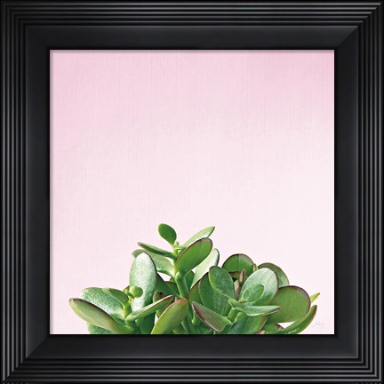 Framed Succulent Simplicity III on Pink Print