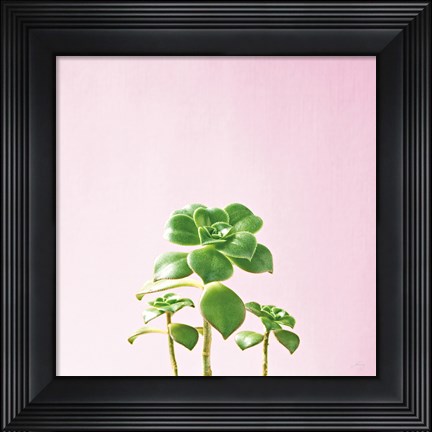 Framed Succulent Simplicity IX on Pink Print