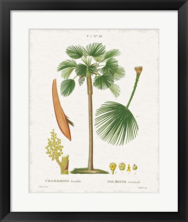 Framed Island Botanicals I Print