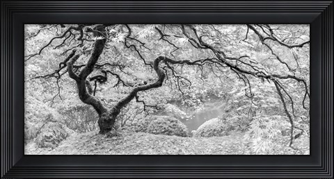 Framed Tree Print