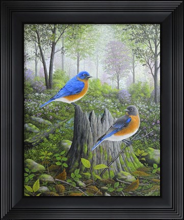 Framed Spring Bluebirds Print