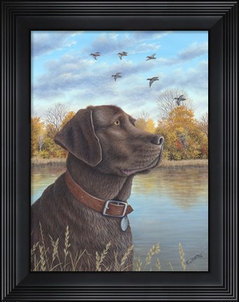 Framed Chocolate Lab Print