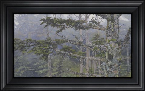 Framed Forest Trees Print