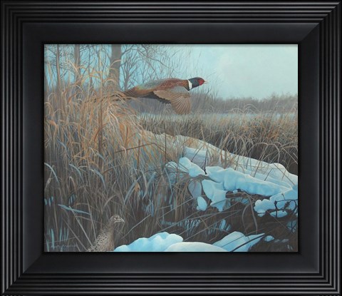 Framed Pheasent Print