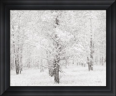 Framed Snow Covered Cottonwood Trees Print