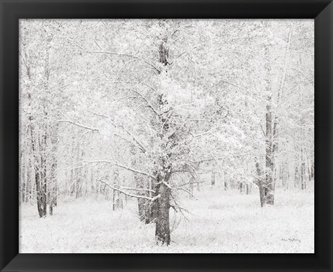 Framed Snow Covered Cottonwood Trees Print