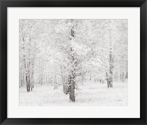 Framed Snow Covered Cottonwood Trees Print