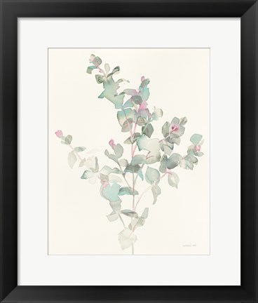 Framed Eucalyptus II Print