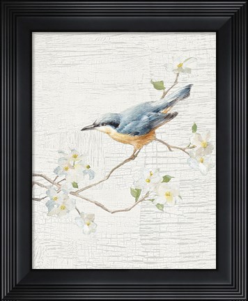 Framed Nuthatch Vintage v2 Print