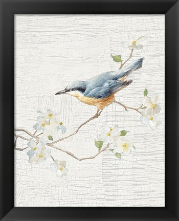 Framed Nuthatch Vintage v2 Print