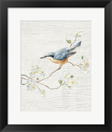 Framed Nuthatch Vintage v2 Print