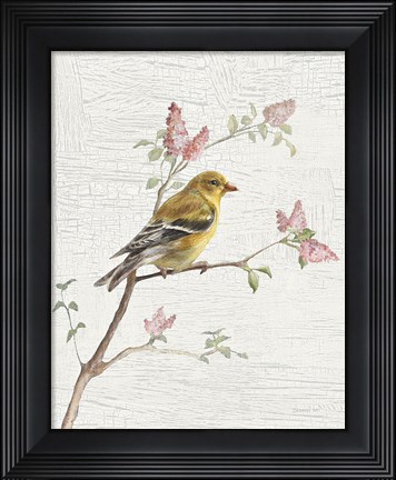 Framed Female Goldfinch Vintage v2 Print