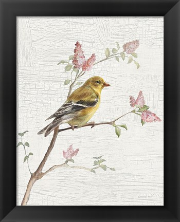 Framed Female Goldfinch Vintage v2 Print