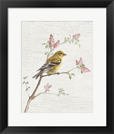 Framed Female Goldfinch Vintage v2 Print