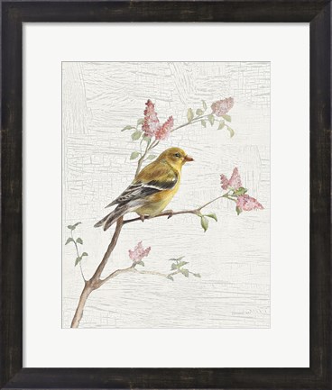 Framed Female Goldfinch Vintage v2 Print