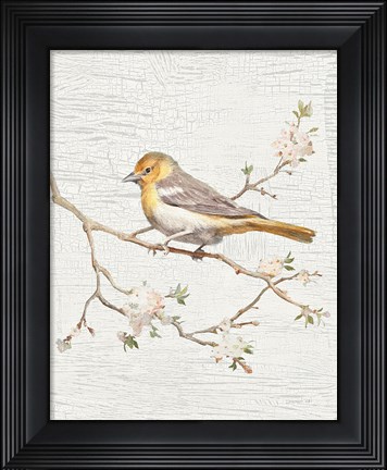 Framed Northern Oriole Vintage v2 Print
