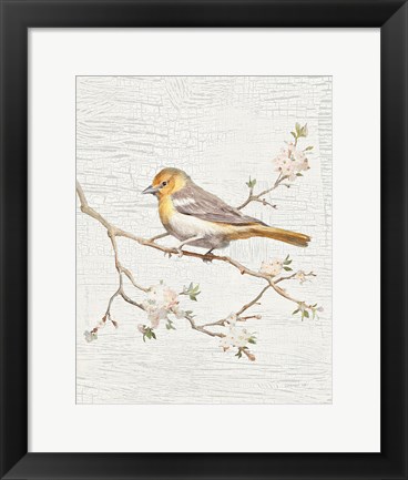 Framed Northern Oriole Vintage v2 Print