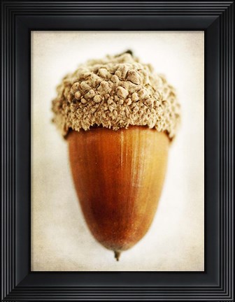 Framed Acorn Print