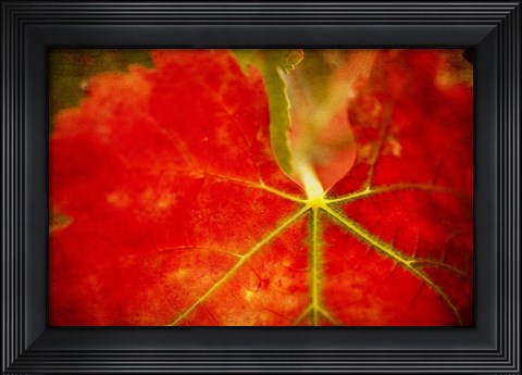 Framed Autumn's Fire Print