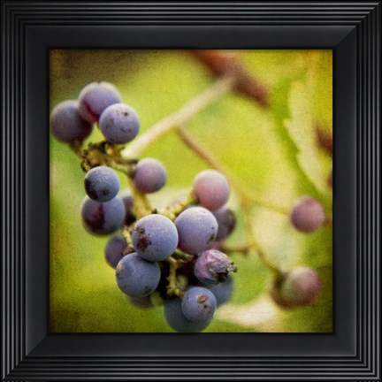 Framed Awaiting Harvest Print