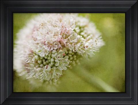 Framed Ever So Softly Print