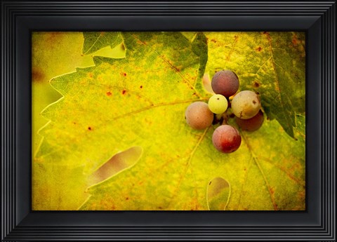Framed Leaf and Cluster 1 Print