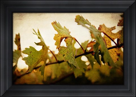 Framed Sunset Vines Print