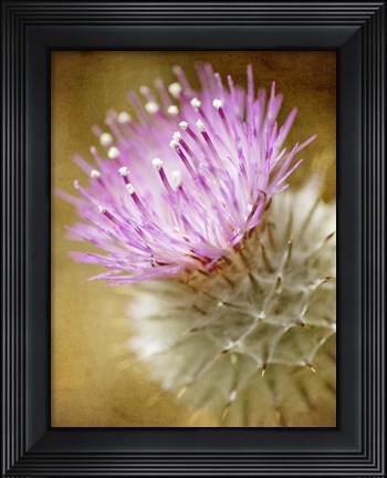 Framed Thistle Bloom Print