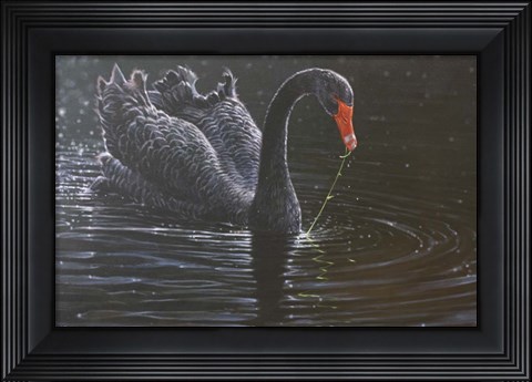 Framed Black Swan Print
