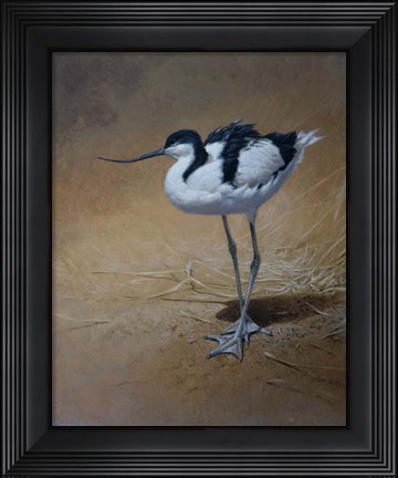 Framed Avocet Print
