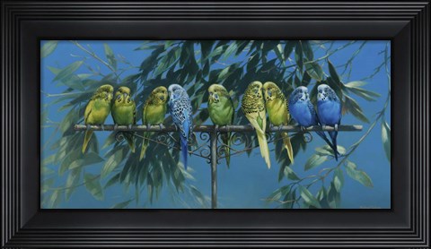 Framed Budgies Print
