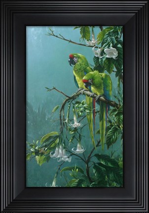 Framed Buffons Macaws Print