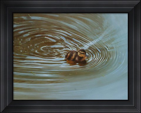 Framed Duckling Print