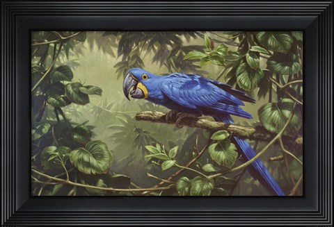 Framed Hyacinth Macaw Print