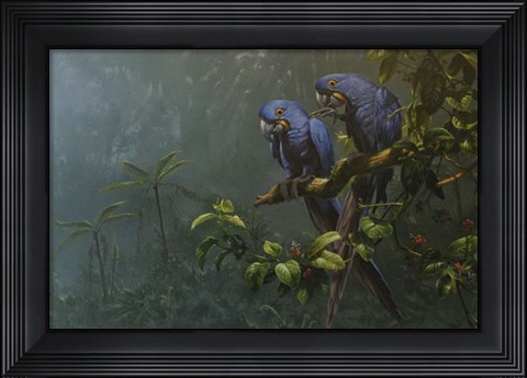 Framed Blue Parrots Print
