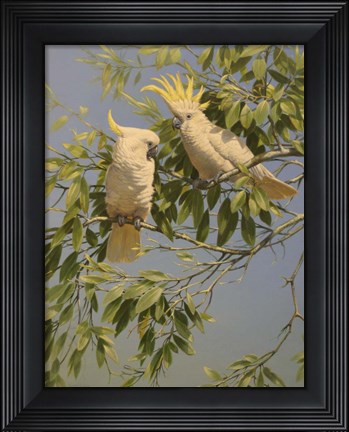 Framed Pair of Cockatoos Print