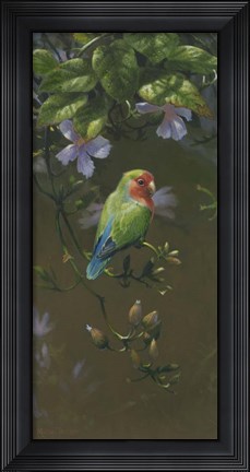 Framed Peach Faced Lovebird 2 Print