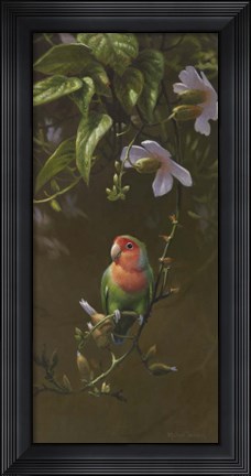 Framed Peach Faced Lovebird Print