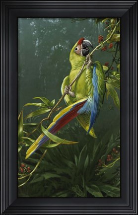 Framed Green Parrot Print