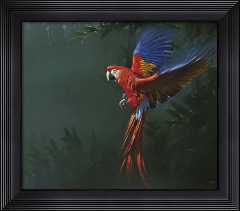 Framed Parrot in Flight Print