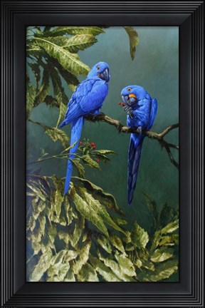 Framed Pair of Blue Parrots Print