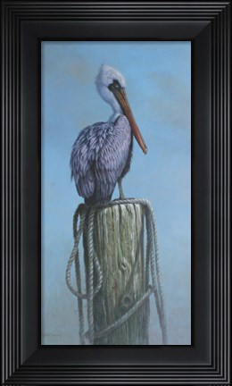 Framed Pelican Print