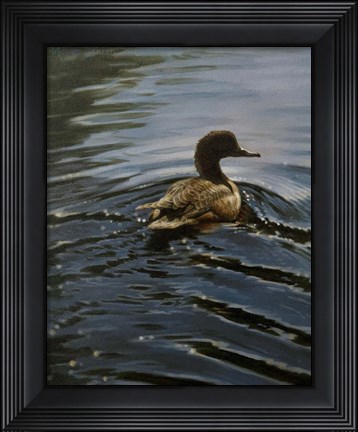 Framed Pochard 1 Print