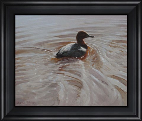 Framed Pochard 2 Print
